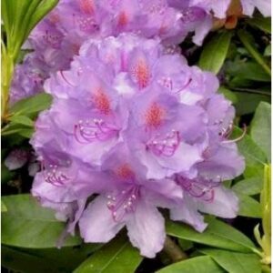 'Catawbiense Grandiflorum'