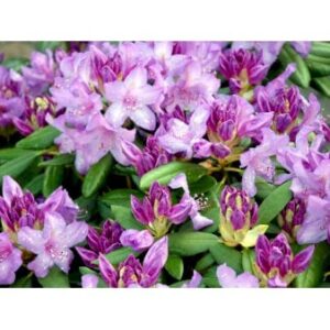 'Catawbiense Grandiflorum'
