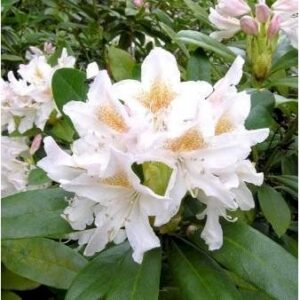 'Cunningham's White'