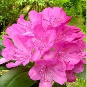 Rhododendron 'Roseum Elegans'