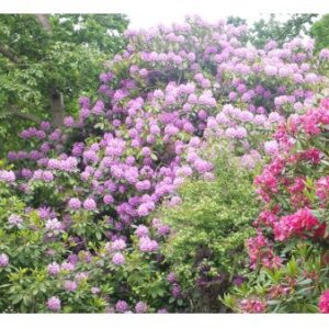 Rododendron 'Grandiflorum'